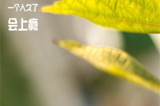 揭秘华商基金背后的故事，探寻其成功的秘密与面临的挑战