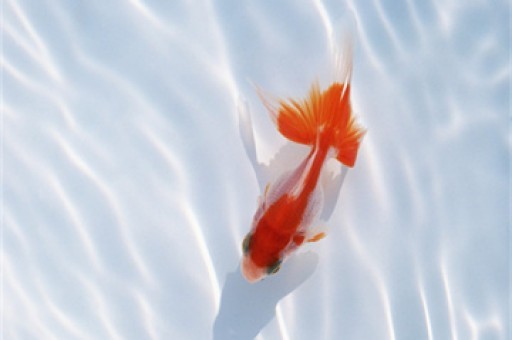 金价大跌！油价连跌四日！什么情况？
