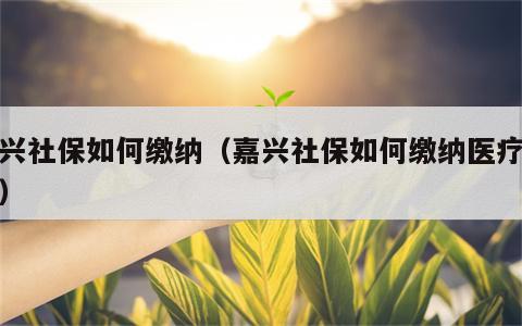 嘉兴社保如何缴纳（嘉兴社保如何缴纳医疗保险）
